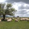 Βοσκοτόπια και πρόβατα