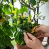 Φύτεμα σε φρούτα και λαχανικά σε γλάστρα