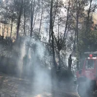 καμένο δάσος
