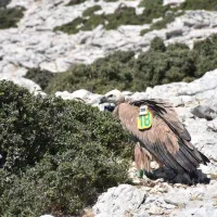 Γύπας "Αλέξης"