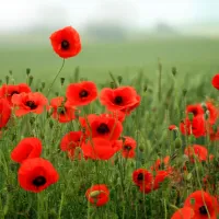 poppies