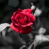 red rose