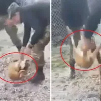 Ο βασανισμός ζώου που είχε προκαλέσει αντιδράσεις