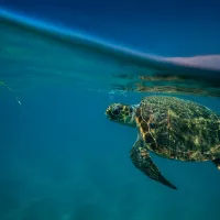 Caretta caretta