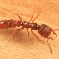 Dracula ant