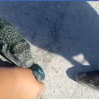Λαγοκέφαλος στην Κρήτη