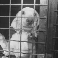 Pet shop