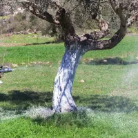 δακοκτονία