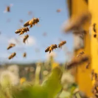 bees