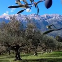 Ελιές Καλαμών