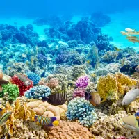 corals