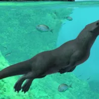 Peregocetus pacificus