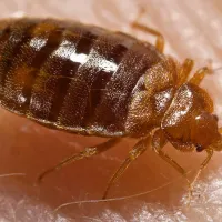 Bedbug