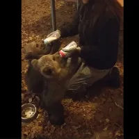 Μπράντλεϊ Κούπερ