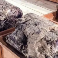 Απολιθωμένο δάσος Λέσβου