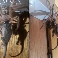 Αράχνη στην Τασμανία