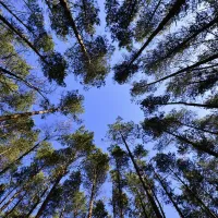 forest
