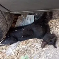 Γατάκι εγκλωβίστηκε σε ρόδα αυτοκινήτου