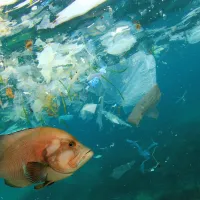 plastic ocean