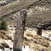 Απολιθωμένο Δάσος