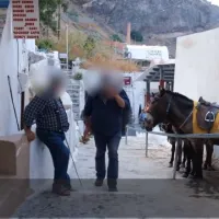 Καταγγελία φιλοζωικής οργάνωσης