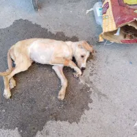 κουταβακι