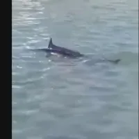 Ξιφίας στη Χαλκίδα 