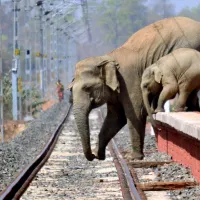 railway elephants