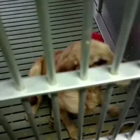 Βίντεο της PETA με πειράματα σε σκύλους