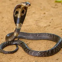 cobra