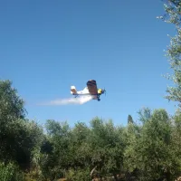 pzl agrotis