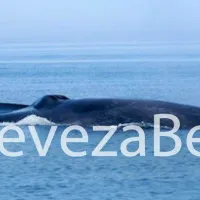 Πρέβεζα