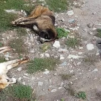 Θανάτωση ζώων στη Φλώρινα