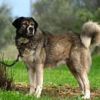 skylos