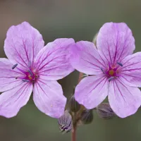 erodium