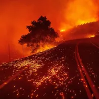 fotia kalifornia