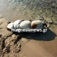 Κακοποίηση ζώου