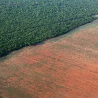 agriculture