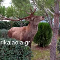 Ελάφι