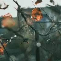 φυτά