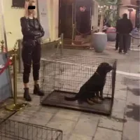 magazi skyloi thessaloniki klouvia