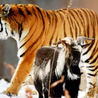 timur amour