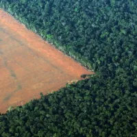 amazonios