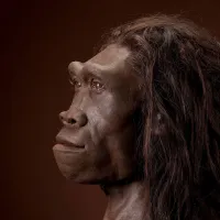 Homo Erectus