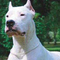 dogo argentino