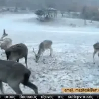 Ελάφια