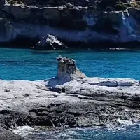 foinikodasos