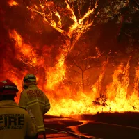 foties australia