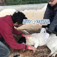 Ναύπλιο