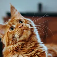 gata